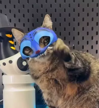 Derpy Tiger Cat Mask  K-Pop Inspired Pet Cosplay Mask 3D print model_5