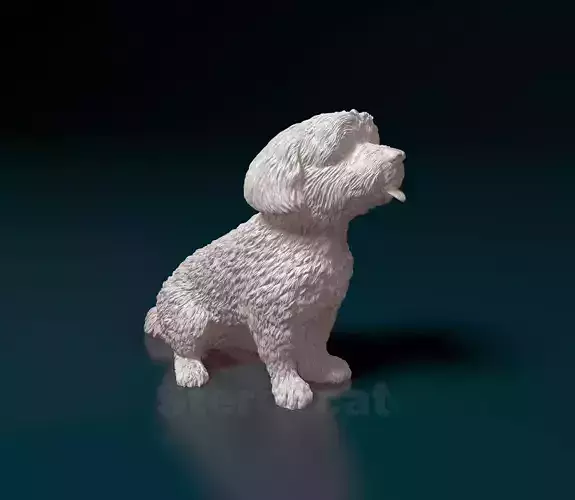 Mini Poodle