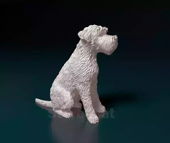 Soft-coated Wheaten Terrier