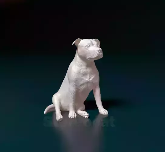Staffordshire bull terrier 