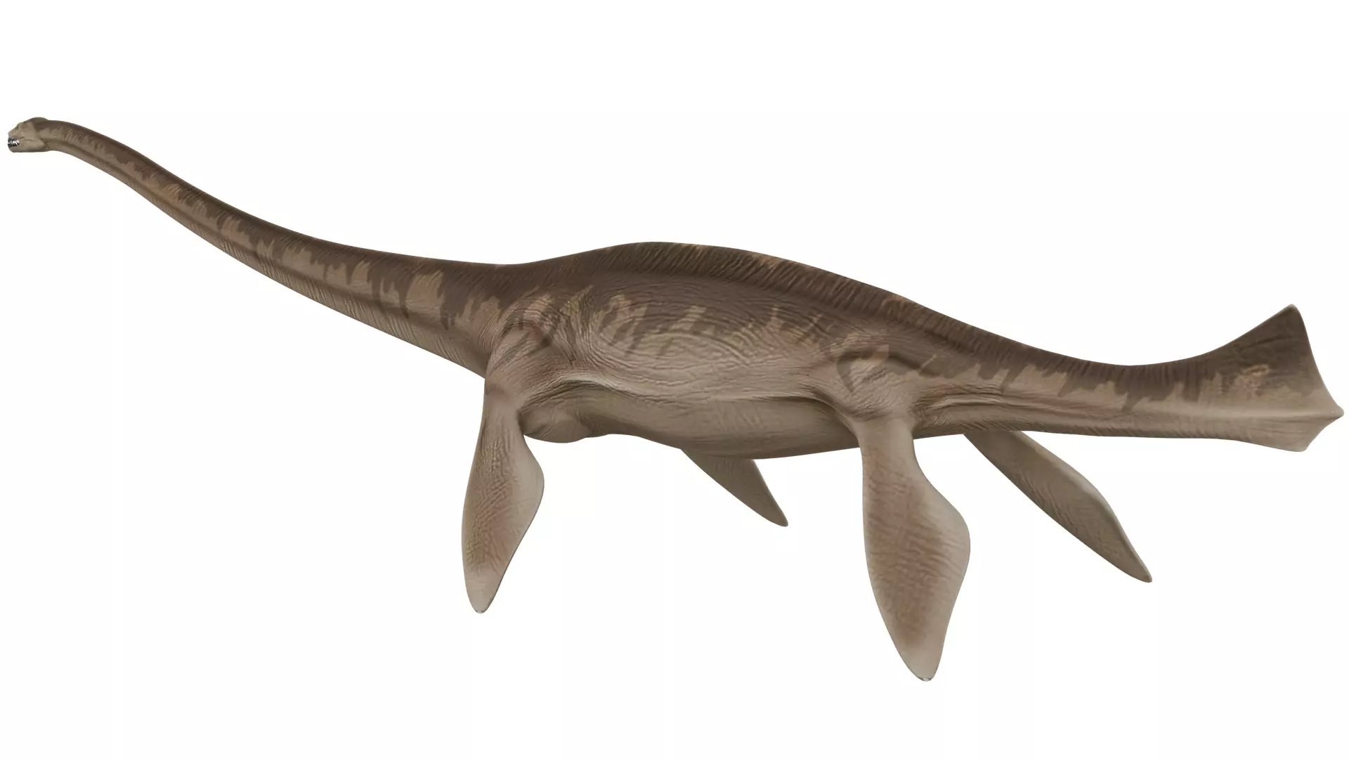 Thalassomedon 3D model_2