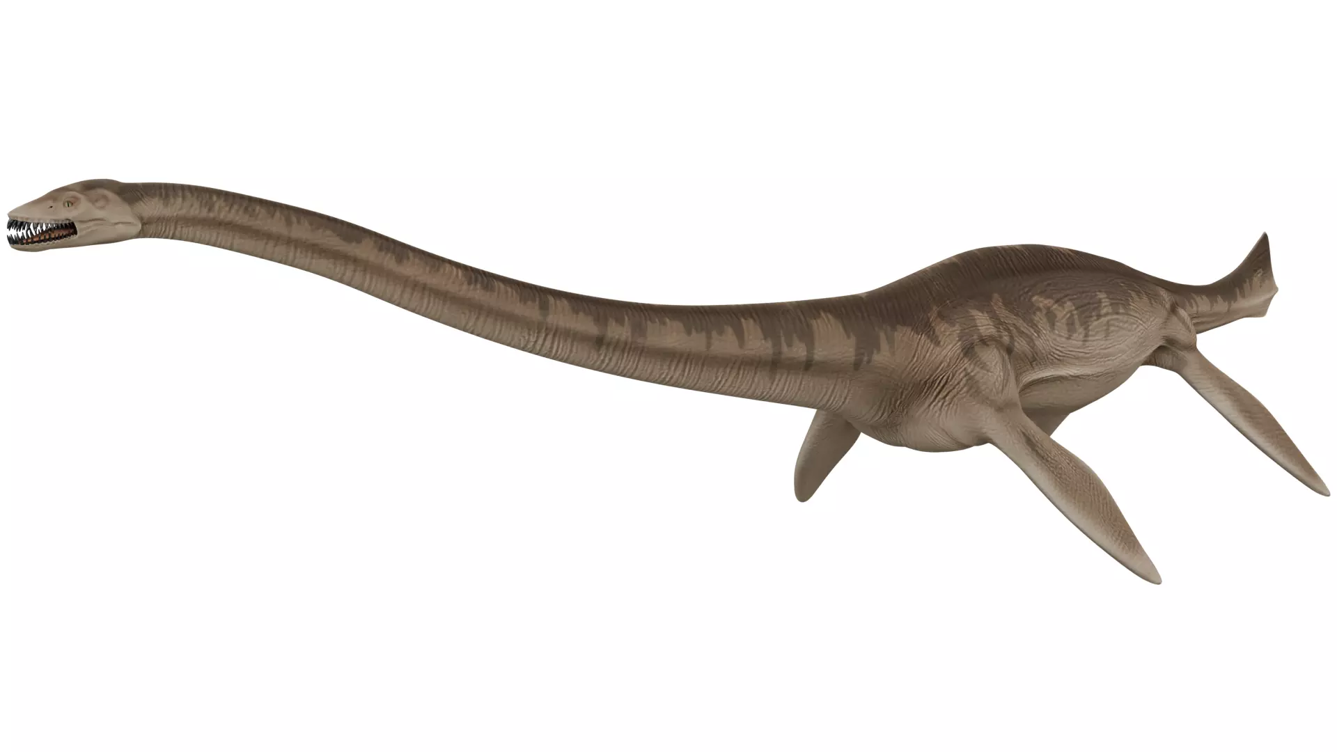 Thalassomedon 3D model_0