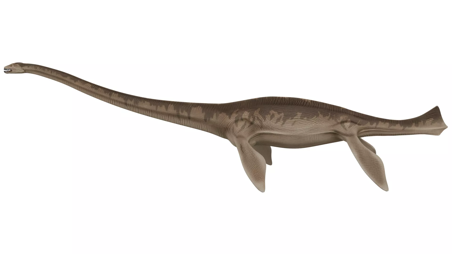 Thalassomedon 3D model_1