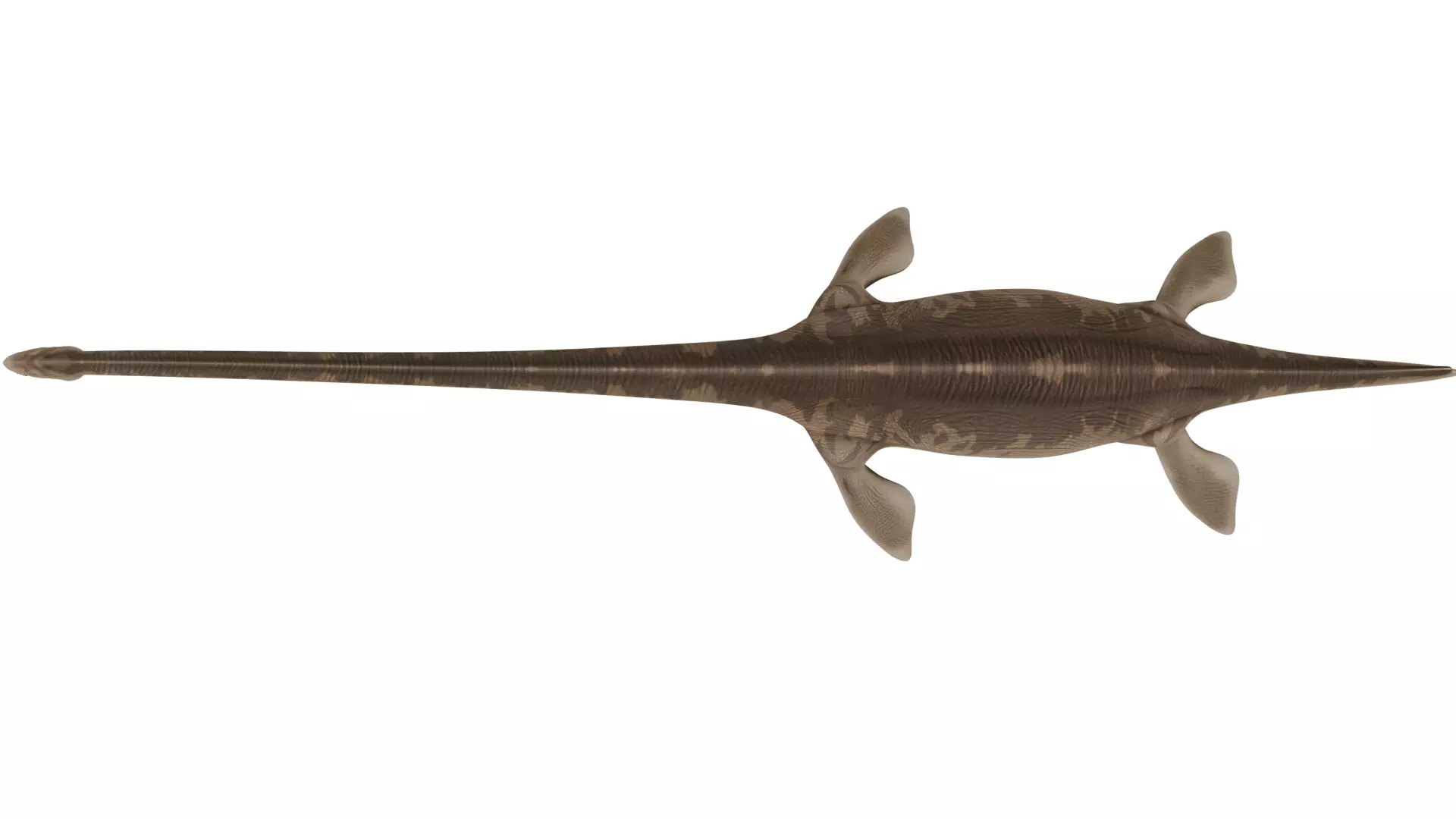 Thalassomedon 3D model_8