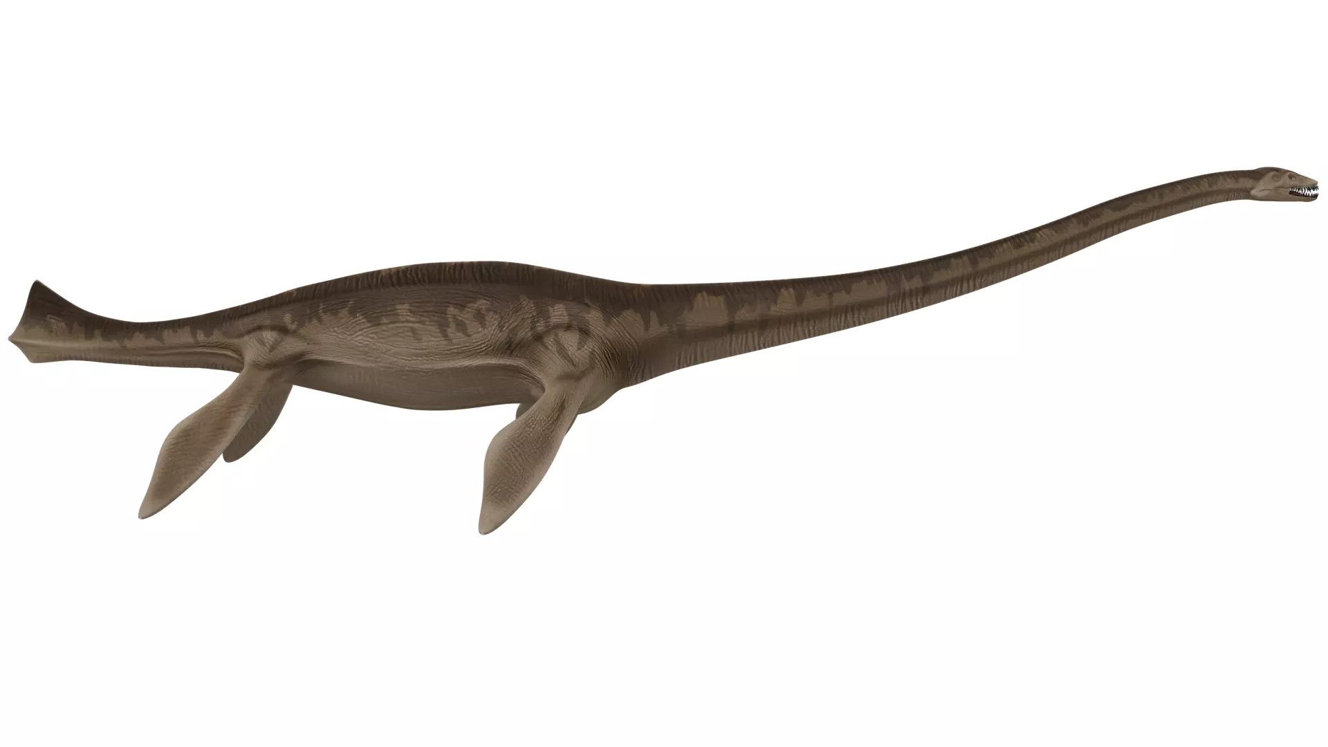 Thalassomedon 3D model_5