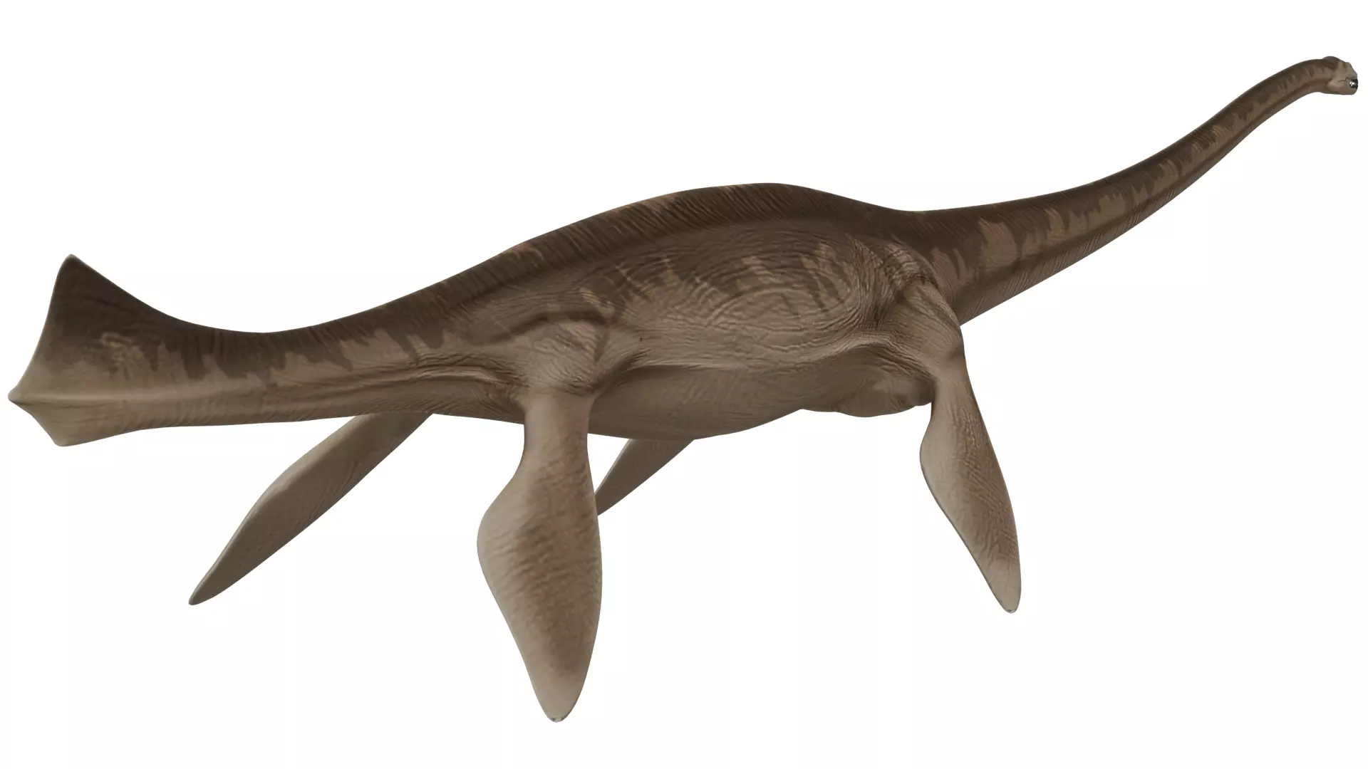 Thalassomedon 3D model_4