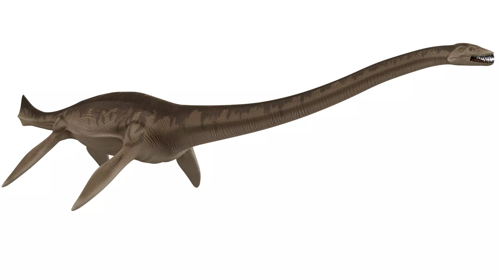 Thalassomedon 3D model_6