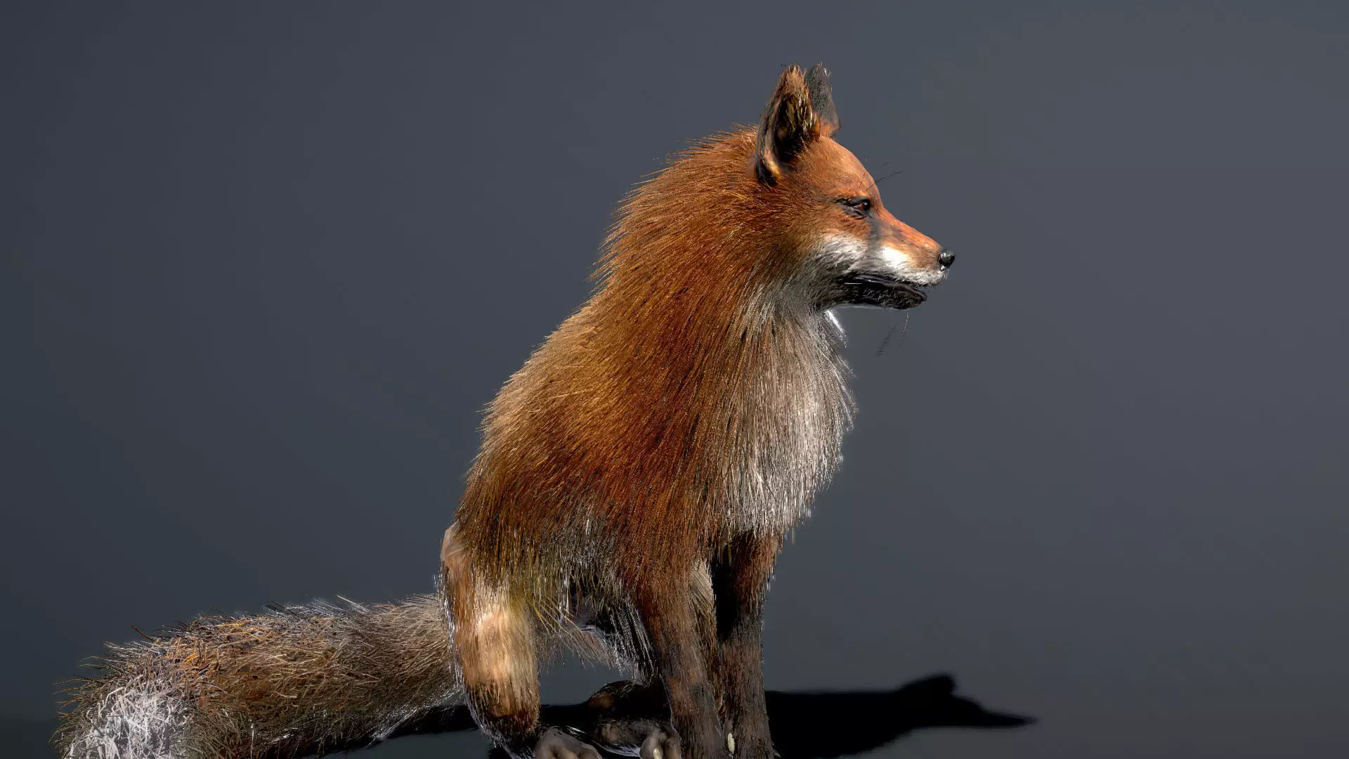 Red Fox 3D model_2