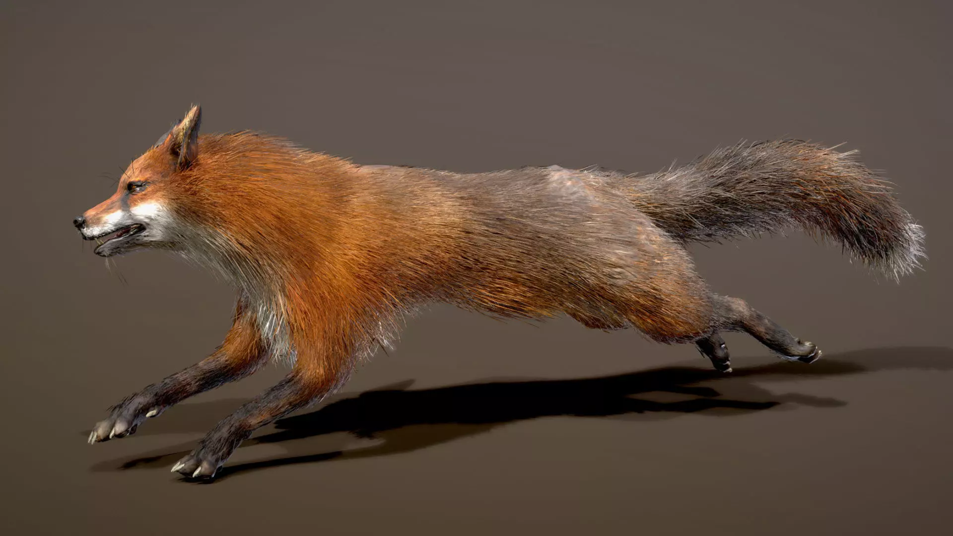 Red Fox 3D model_4