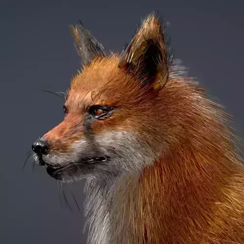 Red Fox