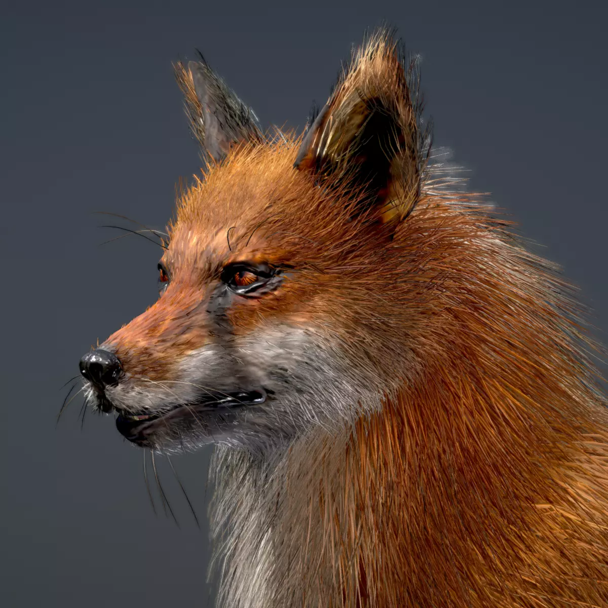 Red Fox 3D model_0