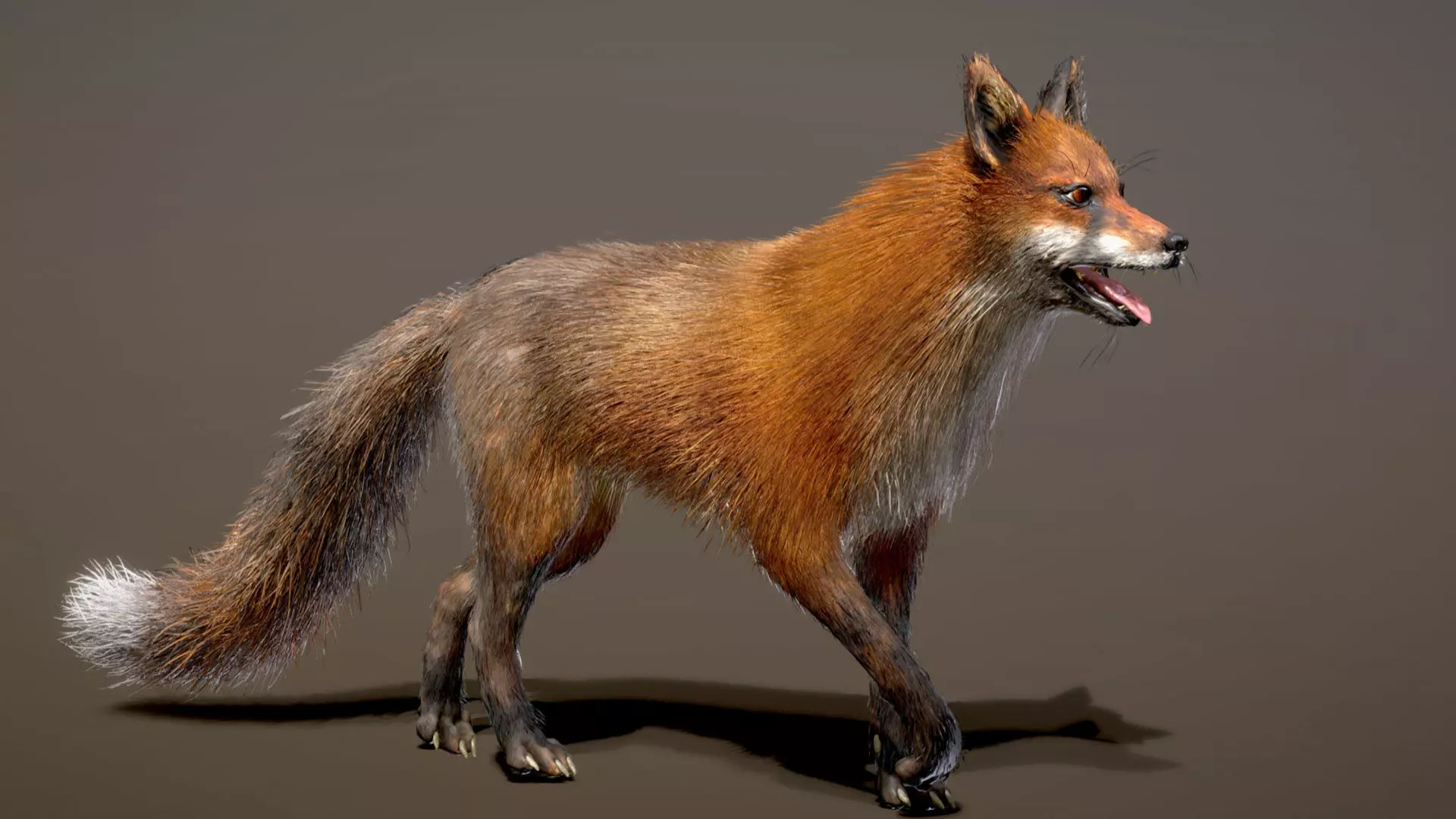 Red Fox 3D model_3