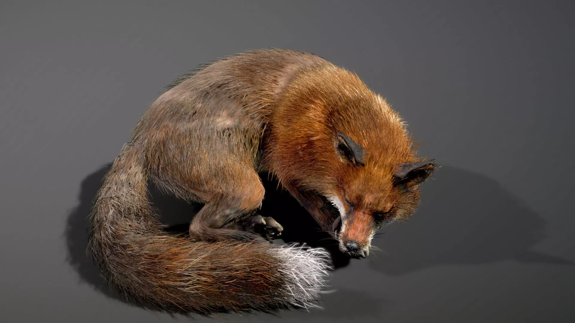 Red Fox 3D model_6