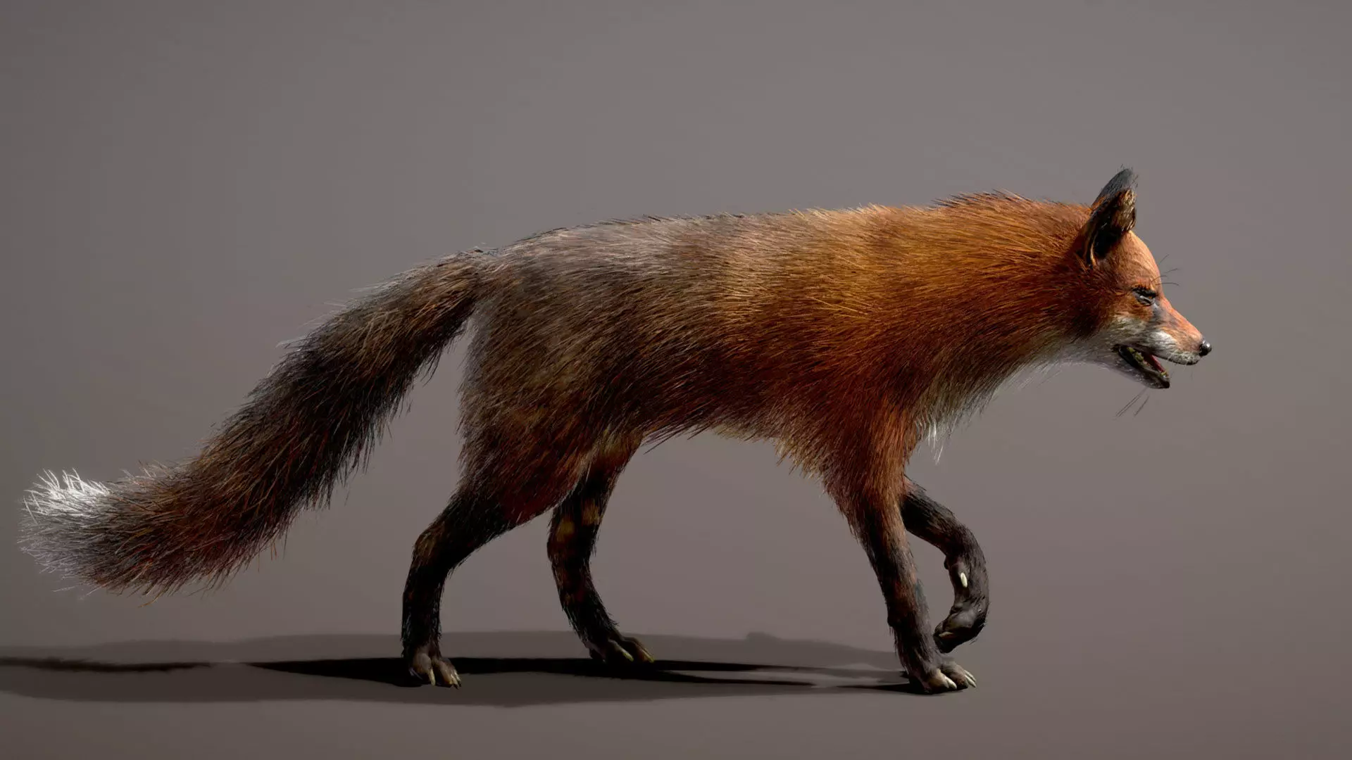 Red Fox 3D model_1