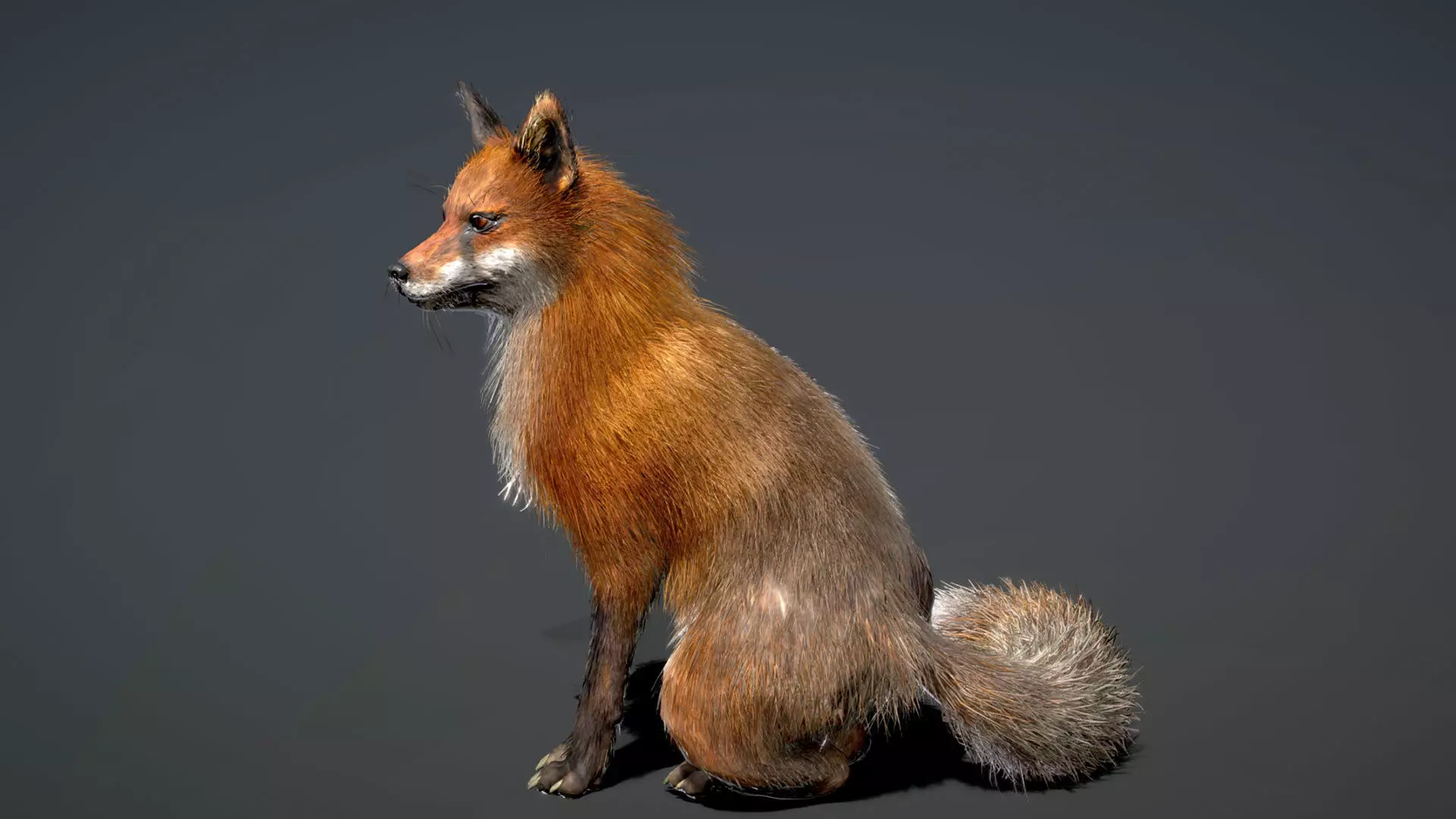Red Fox 3D model_5
