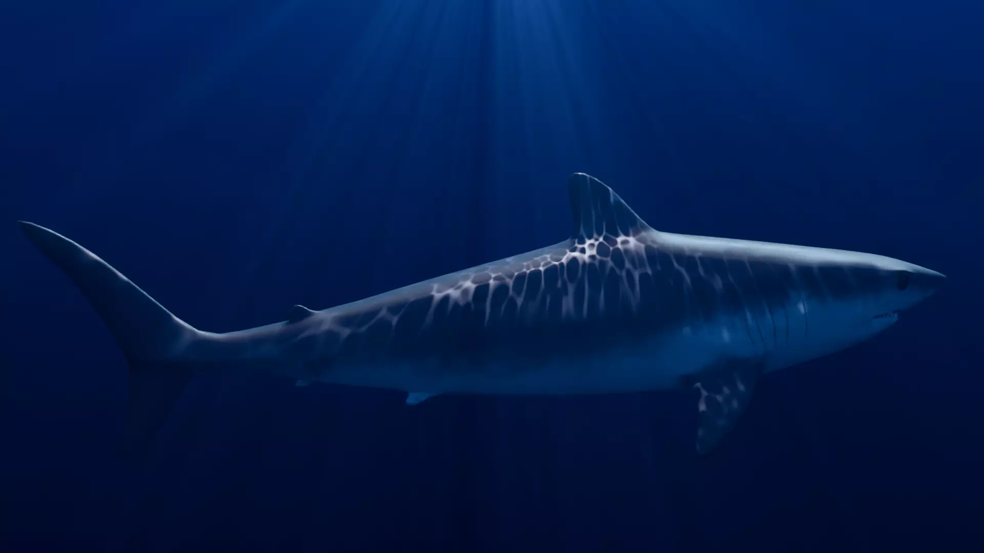 Mako Shark - Low Poly-Rigged 3D model Low-poly 3D model