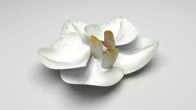 Vanilla Flower 3D model