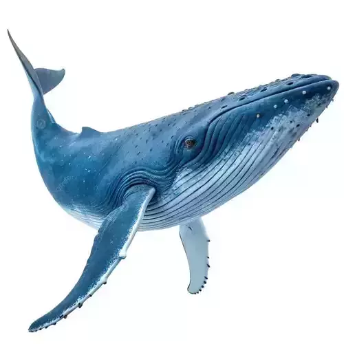 Blue Whale 3D Realistic Ocean Animal Detailed Skin Texture Low-poly 3D model Blue Whale 3D Realistic Ocean Animal Detailed Skin Texture Low-poly 3D model