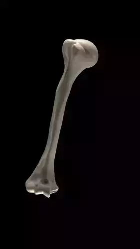 humerus anatomy