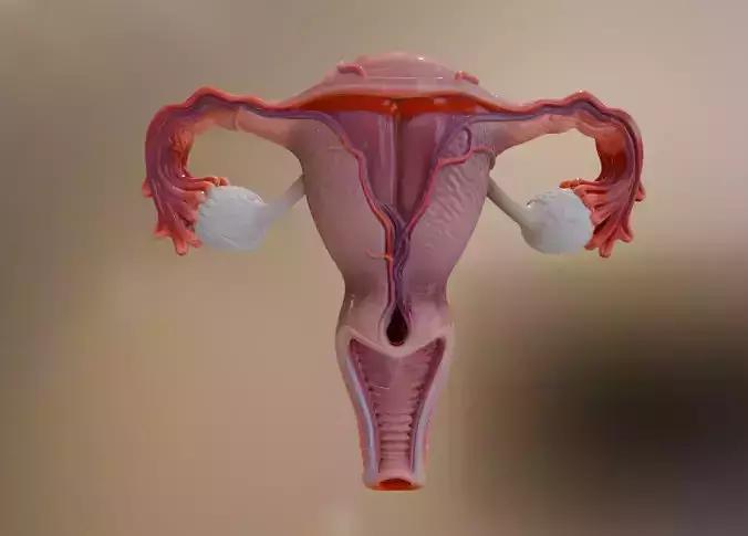 Three-dimensional model of the human uterus