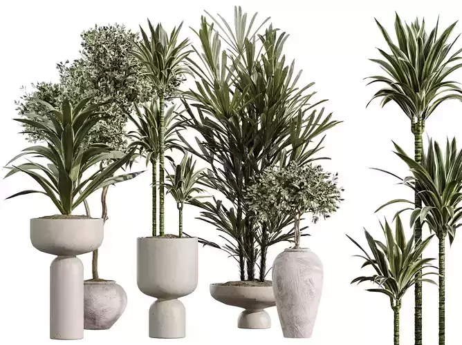 AV Indoor Plants Set 348 Olive Rhapis Excelsa Palm Lemon