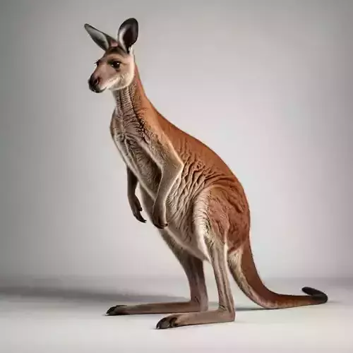 Realistic Kangaroo 3D Australian Marsupial Natural Fur Texture