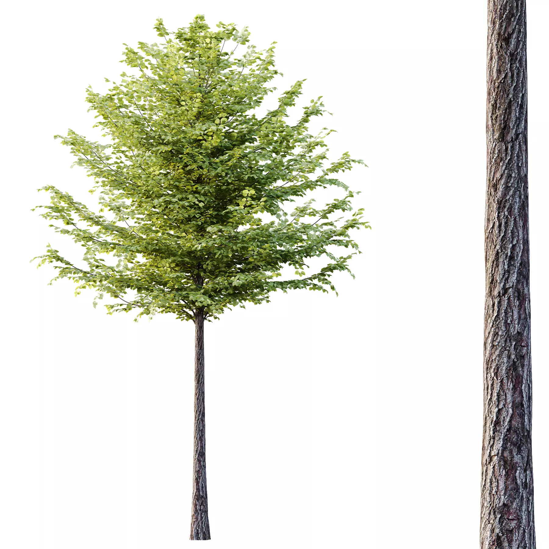 Tilia platyphyllos Tree 11 3D model_3