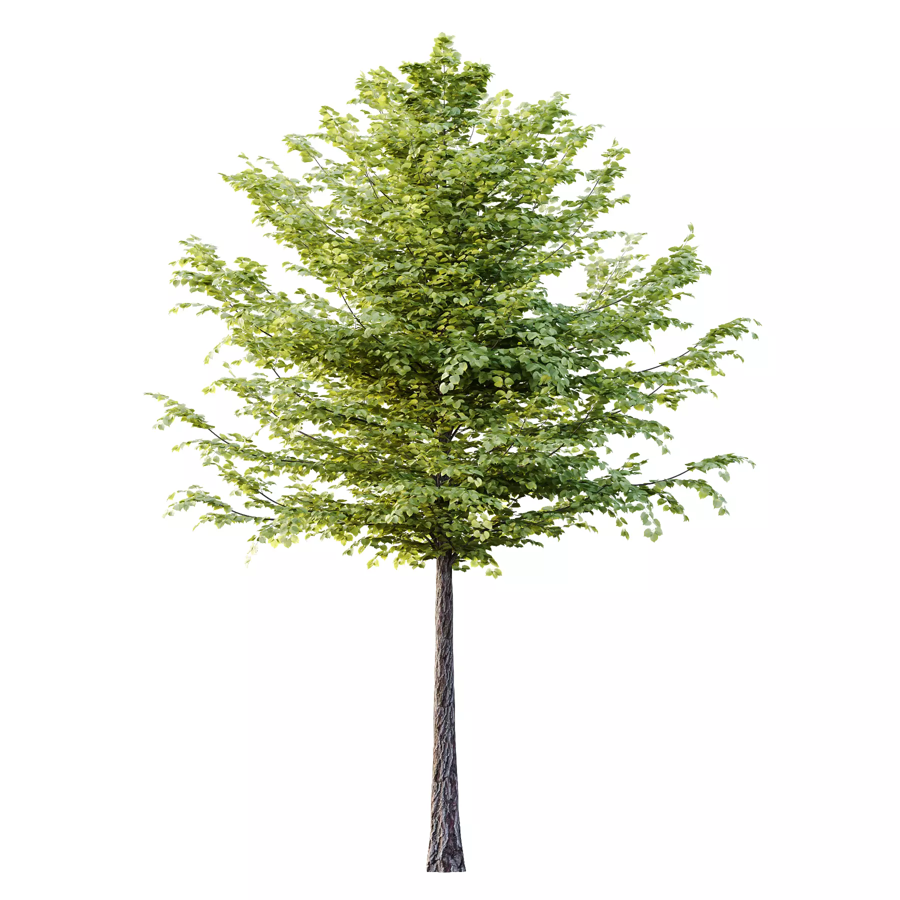 Tilia platyphyllos Tree 11 3D model_1