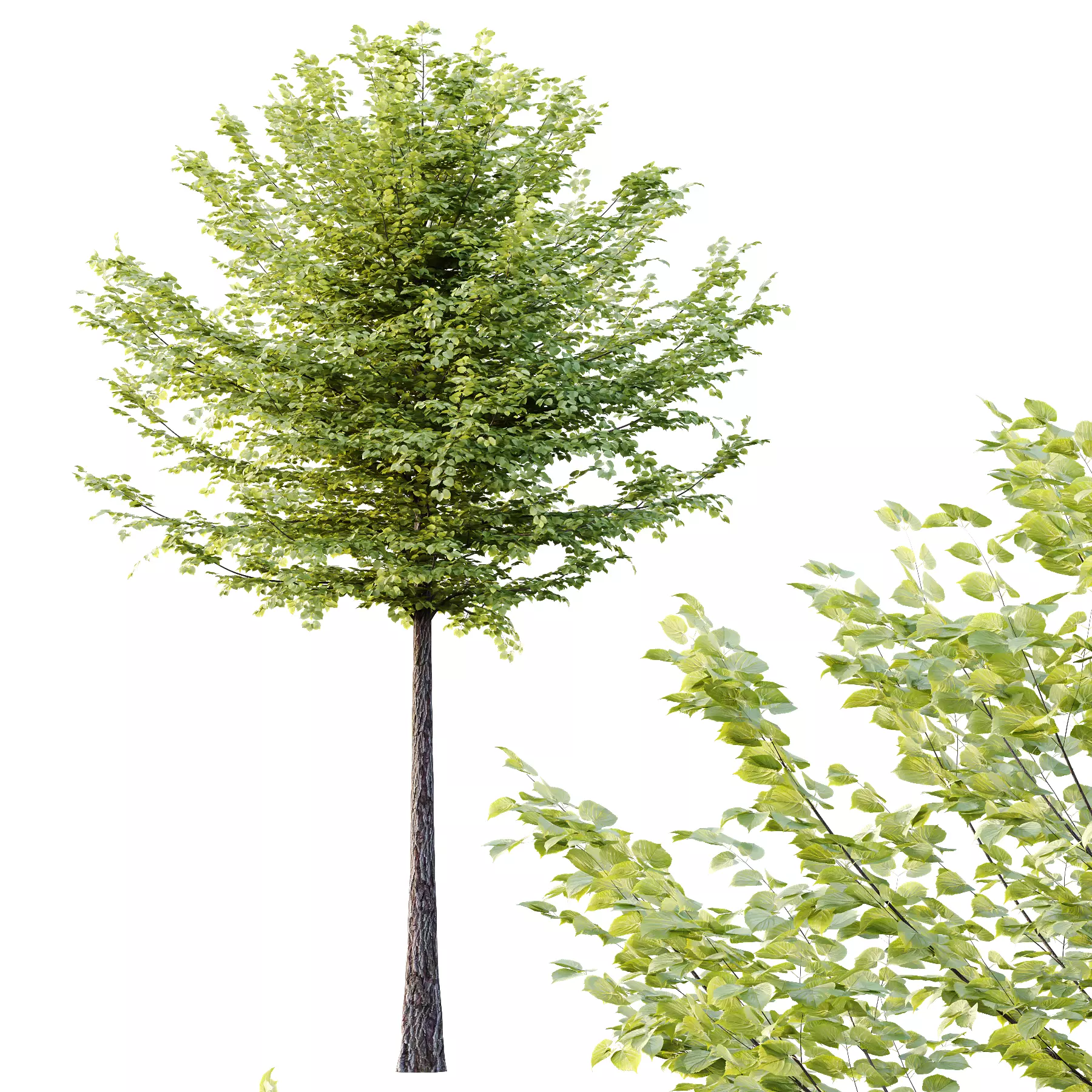 Tilia platyphyllos Tree 11 3D model_2