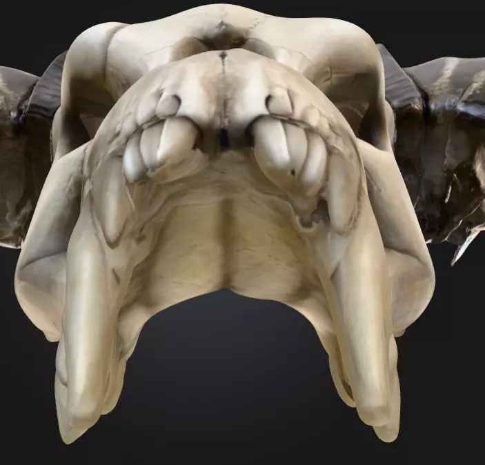 Ram Skull Artifact Low-poly 3D model_16