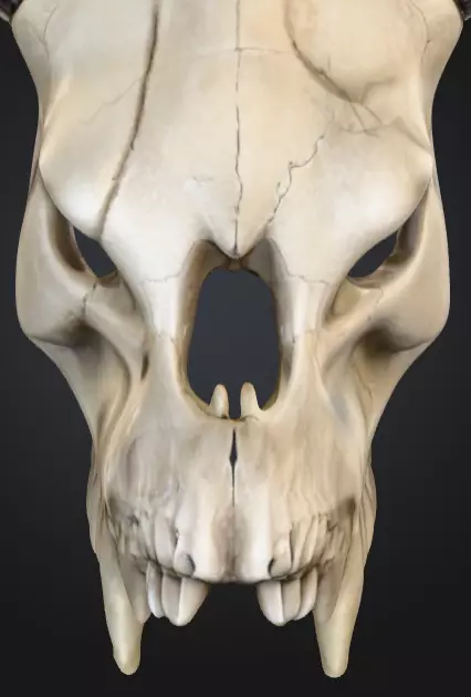 Ram Skull Artifact Low-poly 3D model_17