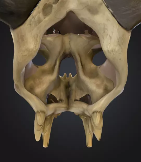 Ram Skull Artifact Low-poly 3D model_18