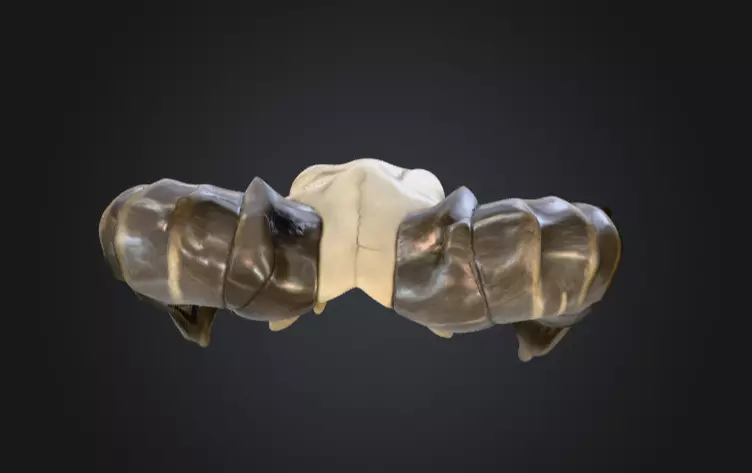 Ram Skull Artifact Low-poly 3D model_15