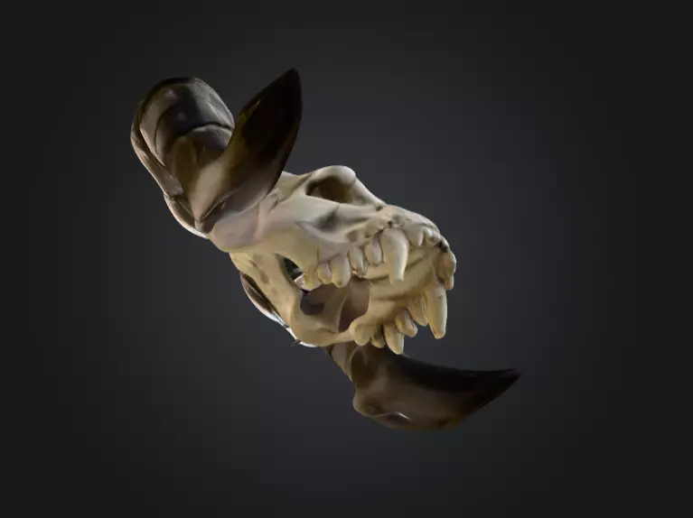 Ram Skull Artifact Low-poly 3D model_13