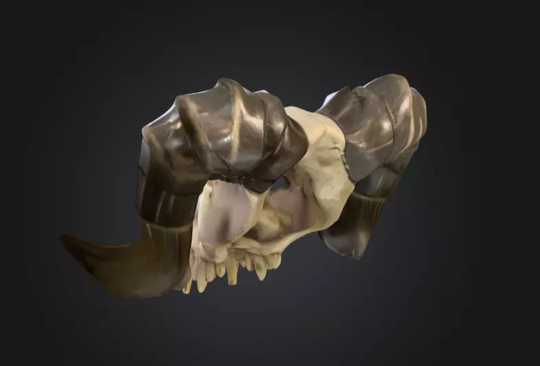 Ram Skull Artifact Low-poly 3D model_3
