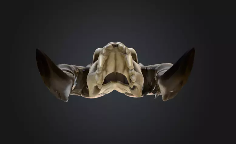 Ram Skull Artifact Low-poly 3D model_11