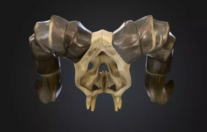 Ram Skull Artifact Low-poly 3D model_4