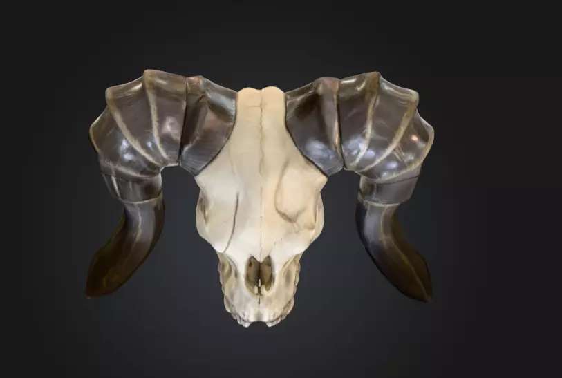 Ram Skull Artifact Low-poly 3D model_8