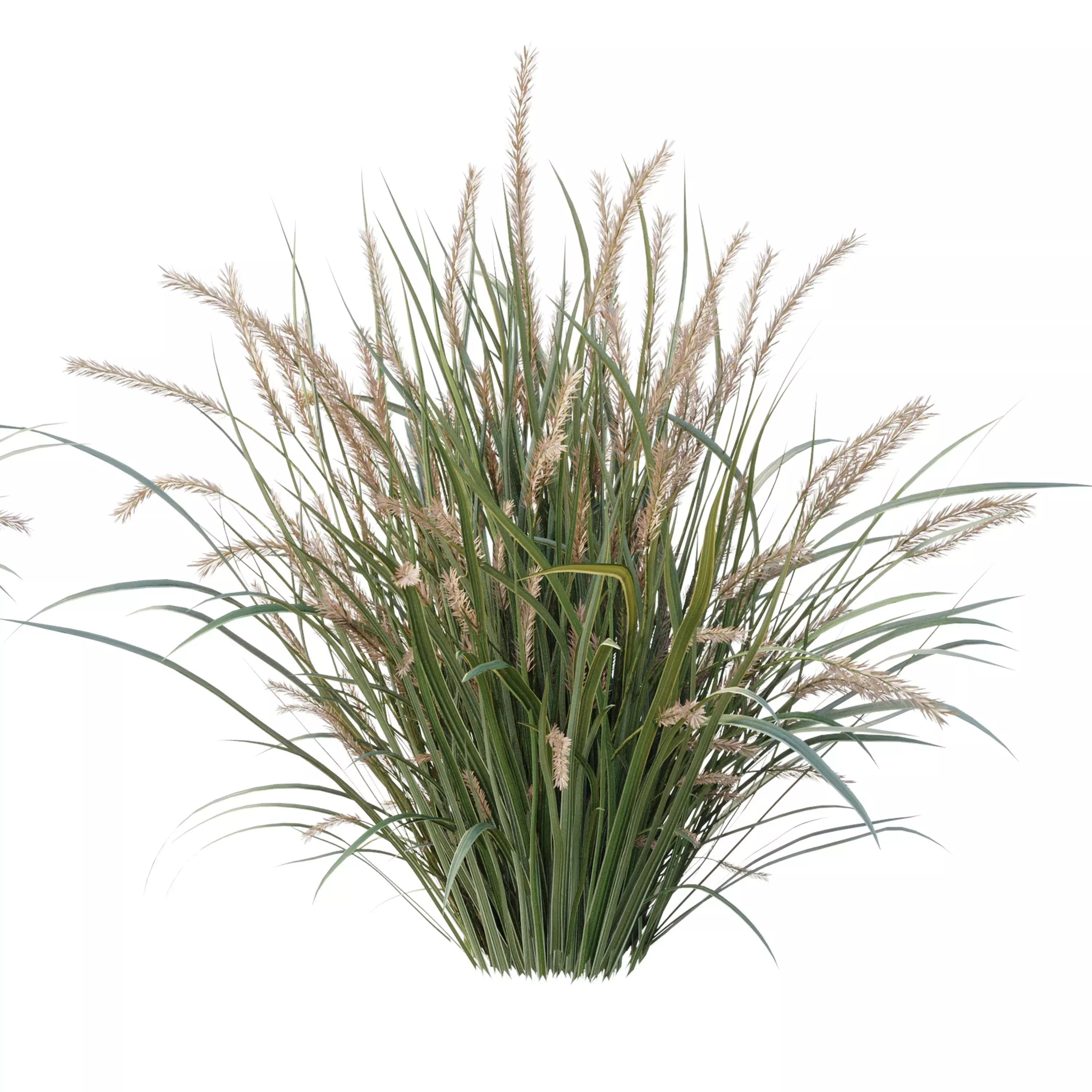  Pampas Bush and Wheat Grass - Bush Set 09 3D model_2