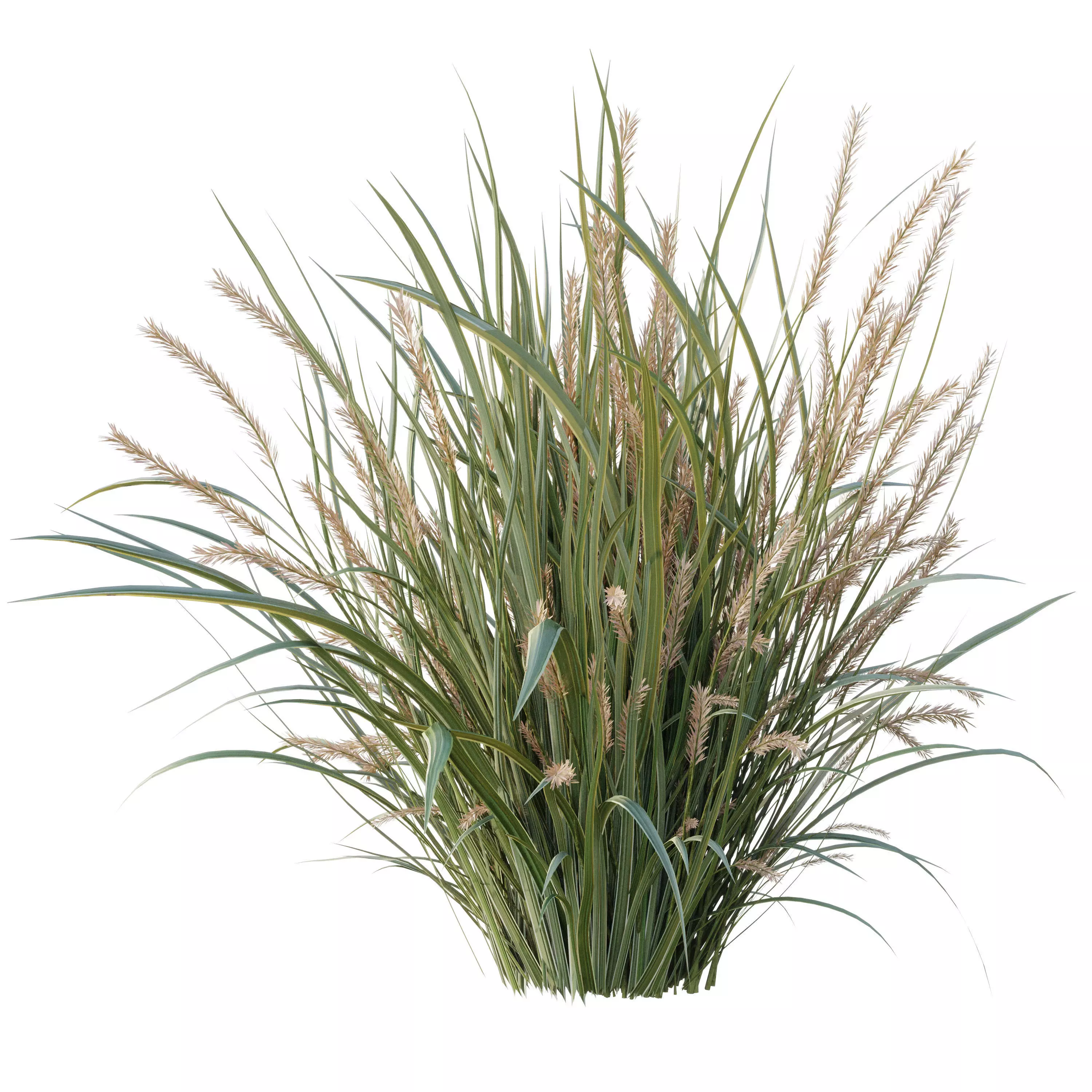  Pampas Bush and Wheat Grass - Bush Set 09 3D model_1
