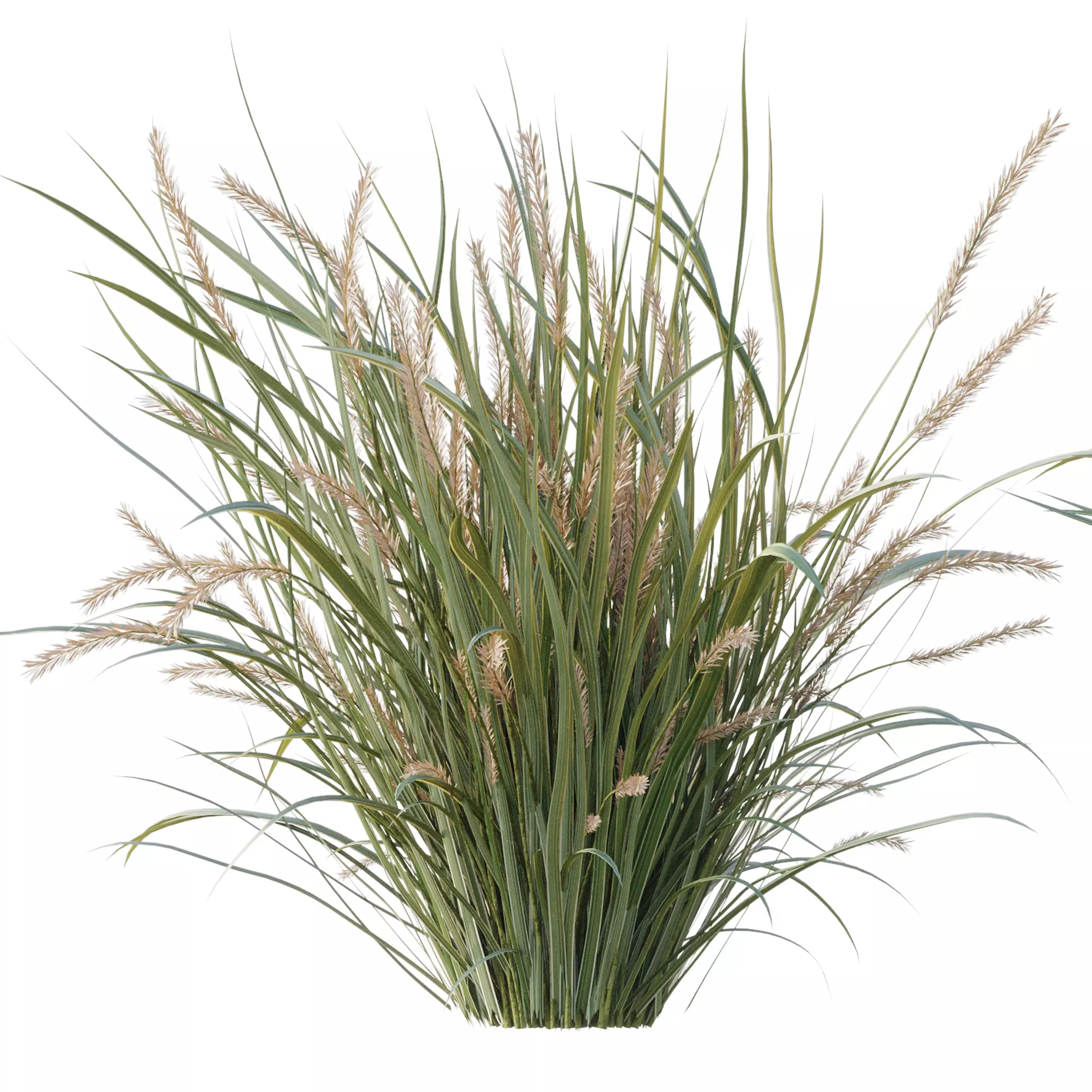  Pampas Bush and Wheat Grass - Bush Set 09 3D model_4