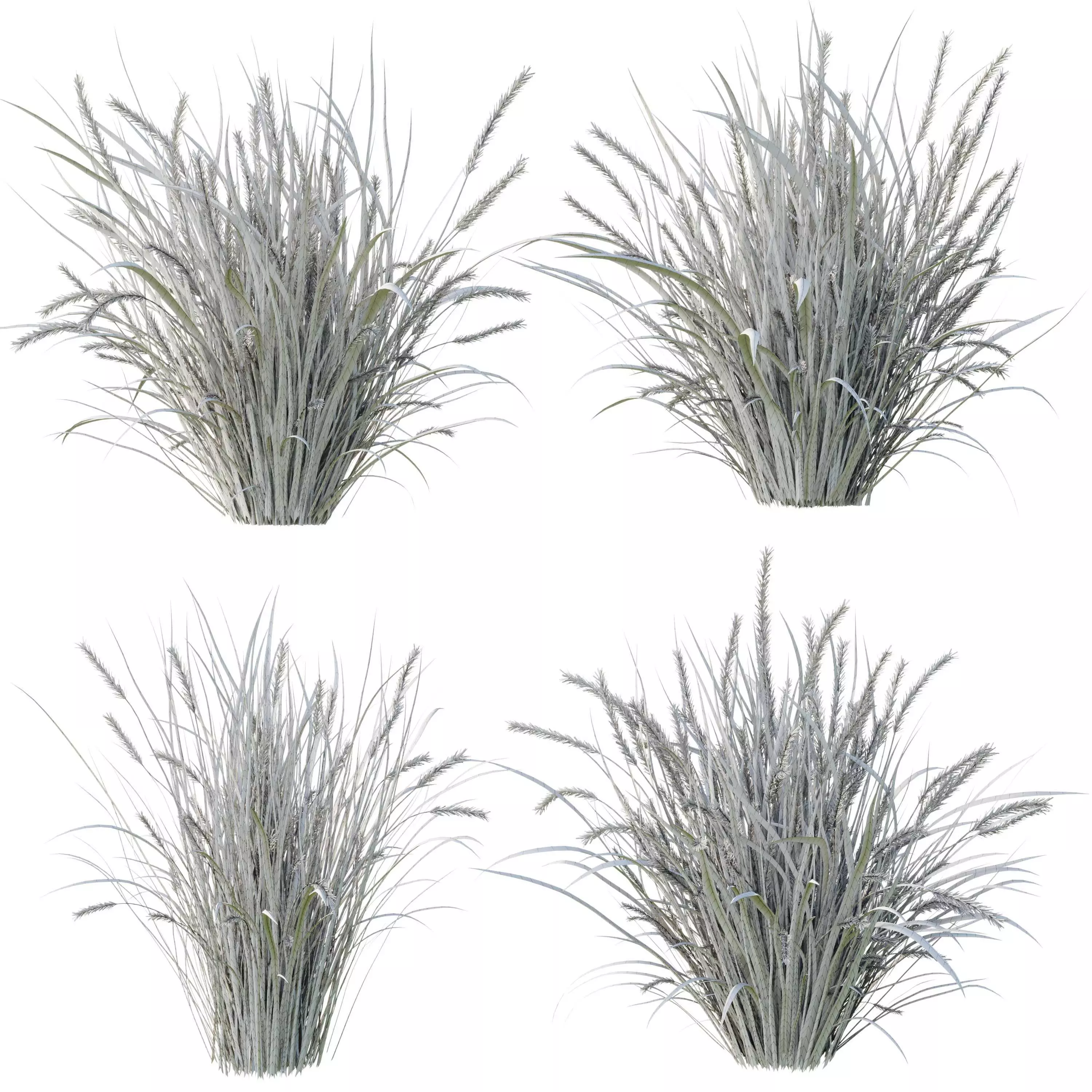  Pampas Bush and Wheat Grass - Bush Set 09 3D model_5