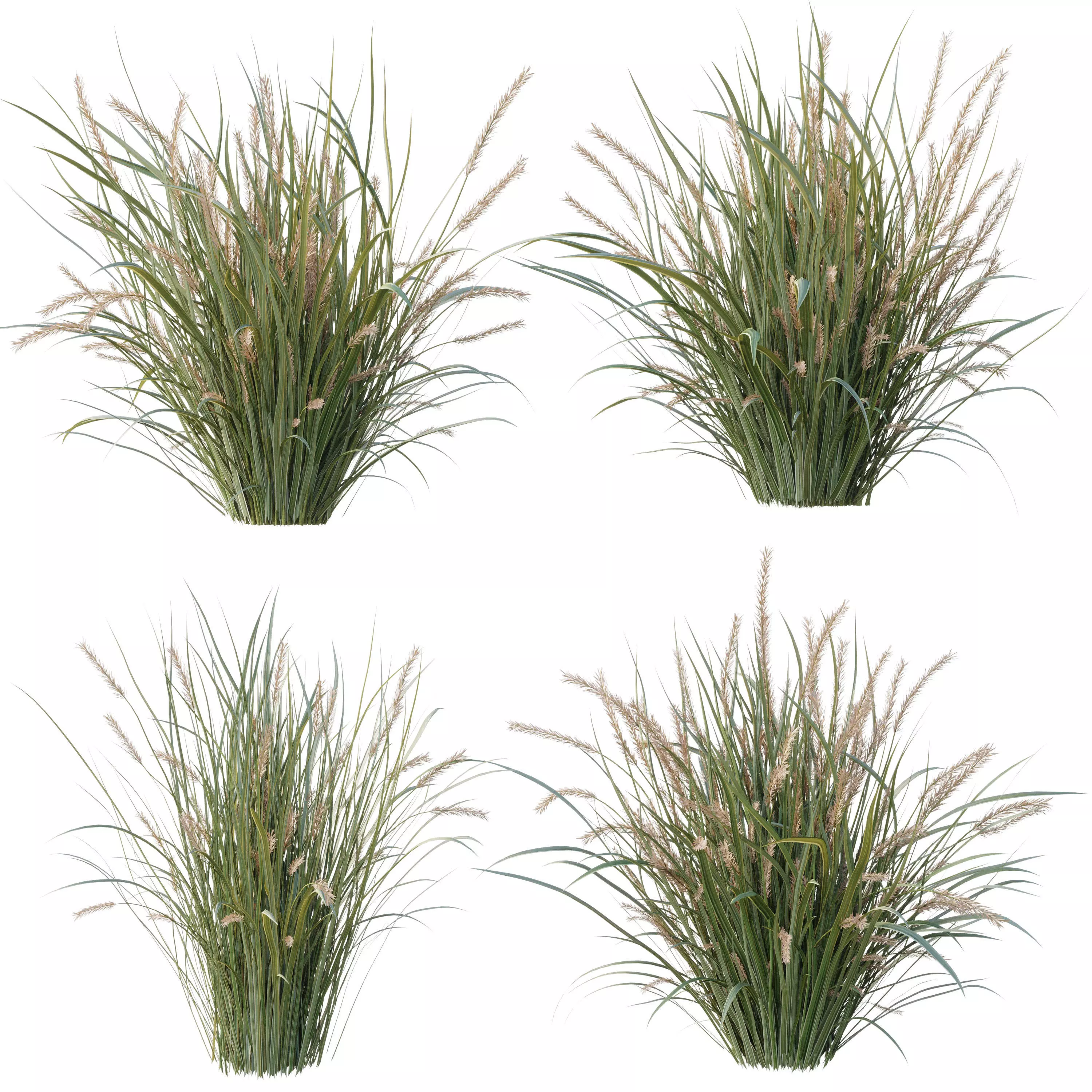  Pampas Bush and Wheat Grass - Bush Set 09 3D model_0
