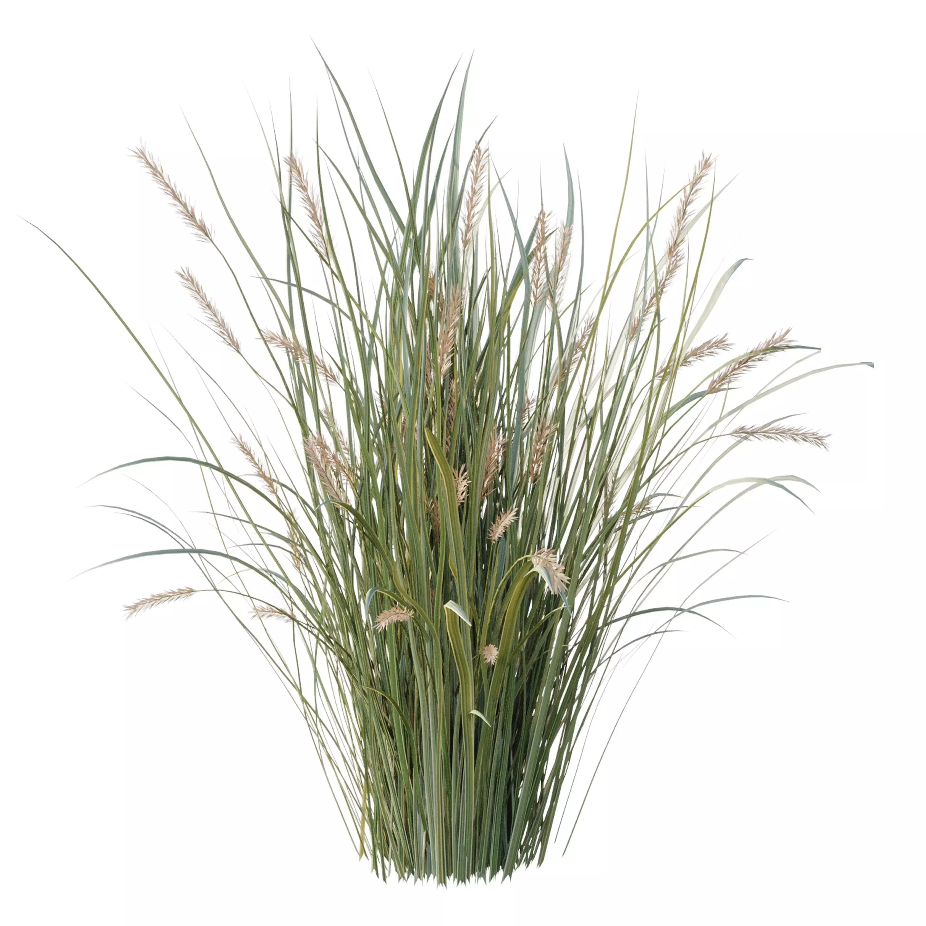  Pampas Bush and Wheat Grass - Bush Set 09 3D model_3