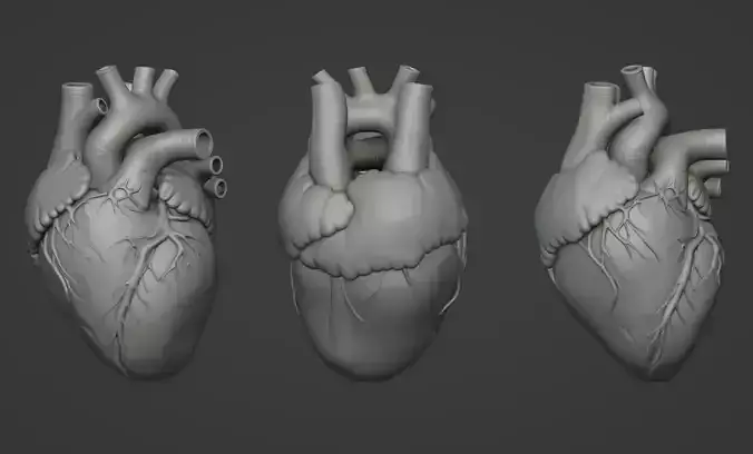 Human Heart Anatomy Model STL 3D Printable Coronary Vessels 3D print model