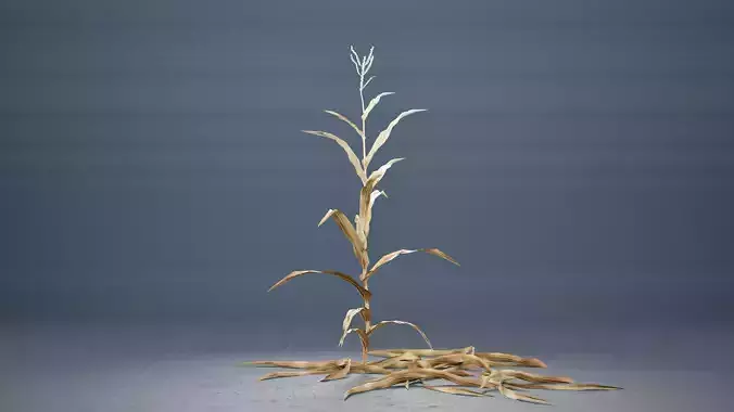 Maize Plant