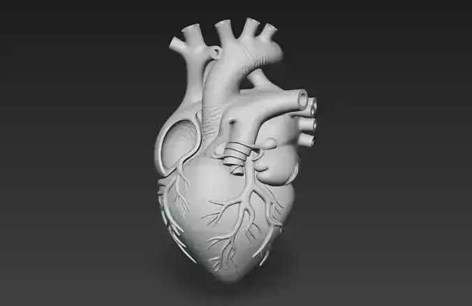 Human heart download of 3D heart model