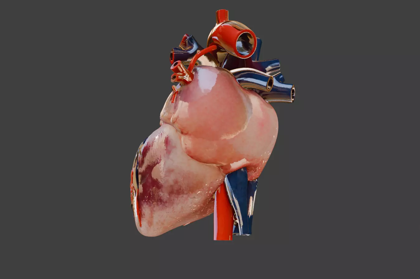 Realistic model of the heart three-dimensional valve 3D print model_3