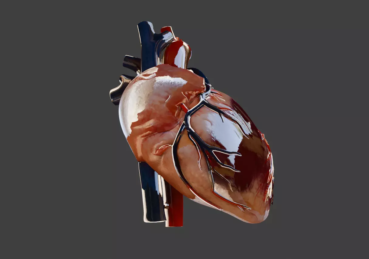 Realistic model of the heart three-dimensional valve 3D print model_4