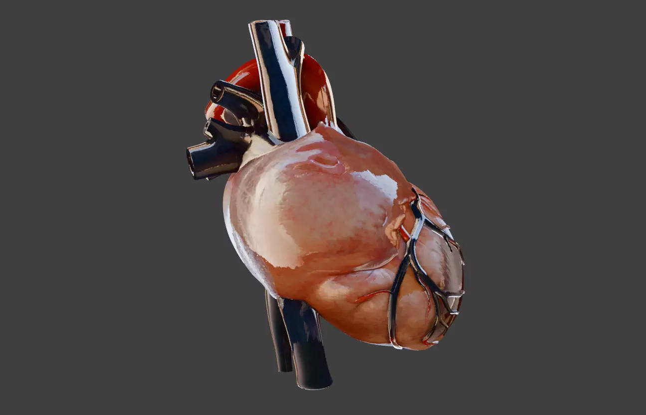 Realistic model of the heart three-dimensional valve 3D print model_1